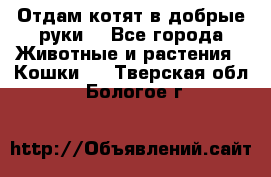 Отдам котят в добрые руки. - Все города Животные и растения » Кошки   . Тверская обл.,Бологое г.